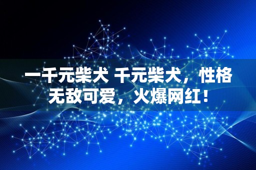 一千元柴犬 千元柴犬，性格无敌可爱，火爆网红！